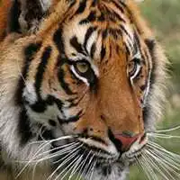 属虎合适的头像微信头像图片大全