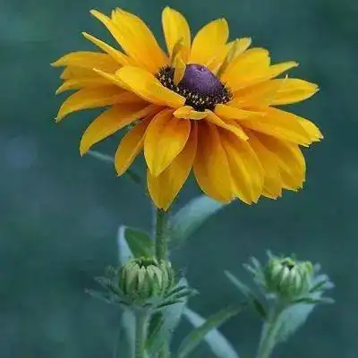 微信头像最美不过须臾