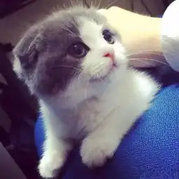 卍物志不知妈妈已经去世,她把捡到的肉喂给妈妈,自己胃里全是石头