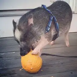 头像女生宠物飞机