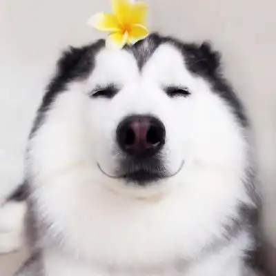 萌狗头像呆萌狗狗图片头像可爱