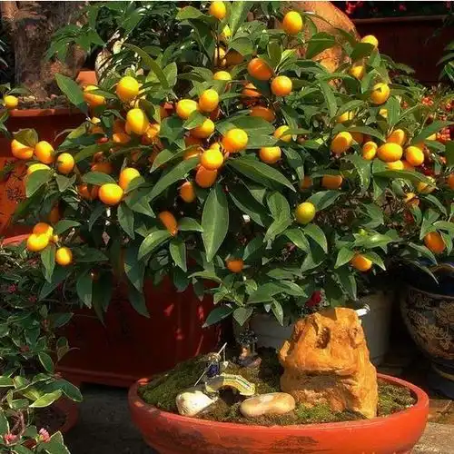 阳台有空地,一定要种上这8种水果盆栽,想吃就摘真过瘾