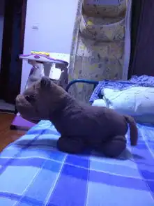 请问谁能找到这只毛绒玩具狗的销售链接淘宝或者实体销售店铺都可以真相想再买一只一摸一样的线索