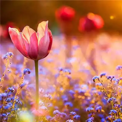 这四个星座,冷落不得,冷战只会让他们更冷从而心寒