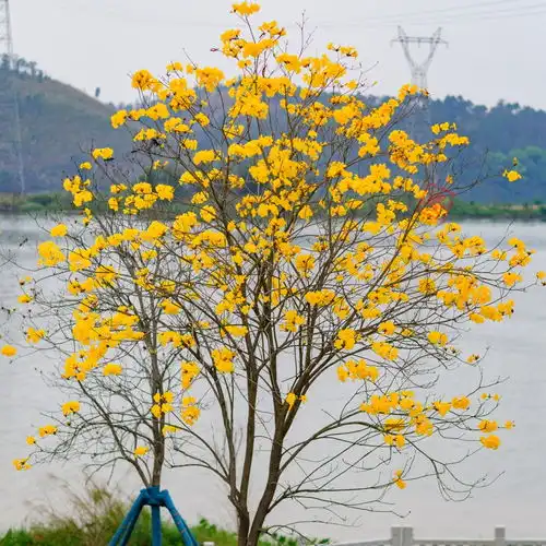 事故的小黄花