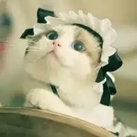 布偶猫头像图片大全微信头像图片大全