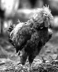 成都一大公鸡专啄美女1年啄过近百女性