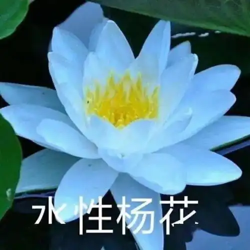 精选100张微信头像