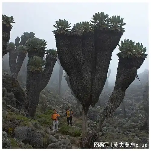 30张让人感到窒息的巨物图片,网友巨物恐惧症犯了