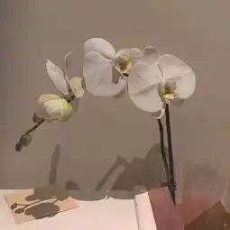 背景图一个女孩发的最大的脾气就是如同哑巴一样不说话