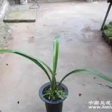新品大黄花
