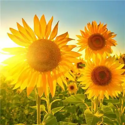 心态决定命运,人生有个好心态,万事看开,福报自来