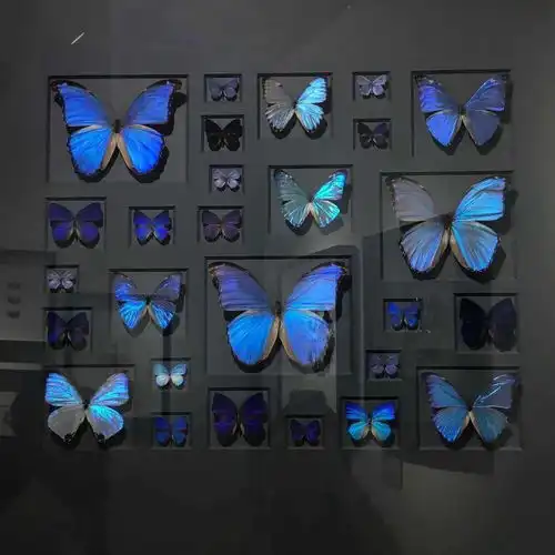 蝴蝶头像ins高级质感女