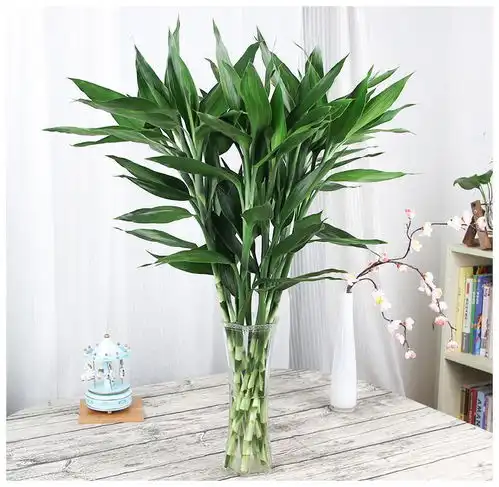 10大吉祥花,好养又高档,家里养一盆,有花有果招财又旺家