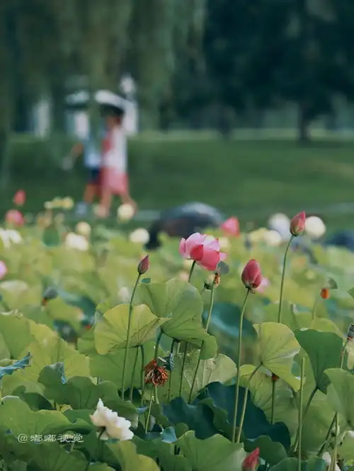 西安旅游推荐大唐芙蓉园的荷花已经开了,就等你来赏了