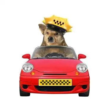 点击来源直接获取大图文件戴着帽子的狗狗出租车司机在一辆红色汽车里白色背景孤立的摄影搞笑狗狗高清大图