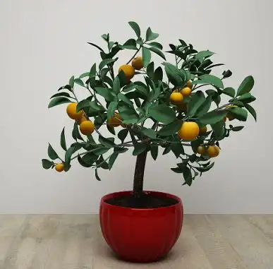 两对年桔盆栽微信头像