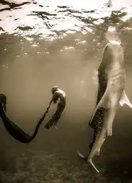 美摄影师在菲律宾海底拍摄鲸鲨和超模共舞