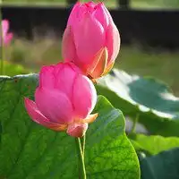 莲花头像图片大全大图唯美微信头像图片大全