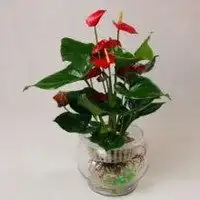 盆栽头像图片大全微信头像图片大全