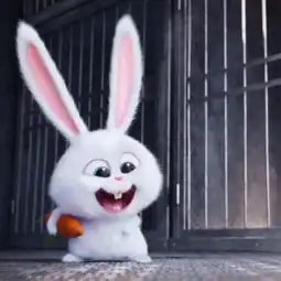 谁有这只兔子的其他图片越多越好