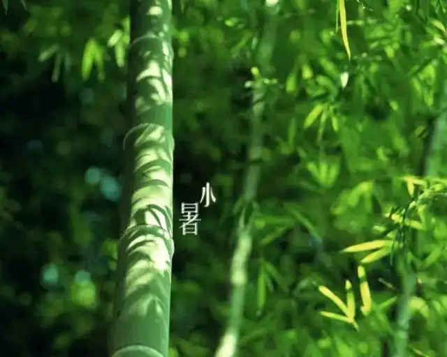 今日小暑拥半盏清茶,对一册古诗