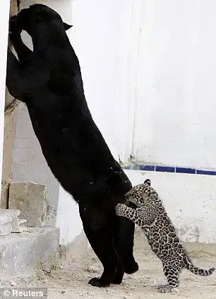 罕见黑色美洲虎与幼仔玩耍母子情深