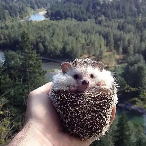 小刺猬毕蒂的户外探险