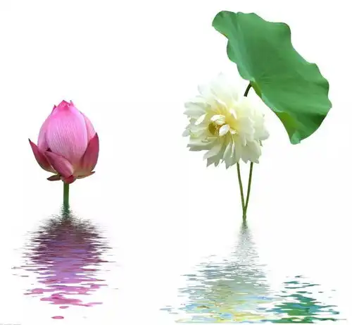 莲村四章颜昌班