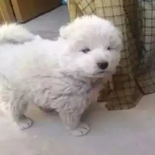 狗狗因为太丑被抛弃,网友悉心照料之后发现居然如此美