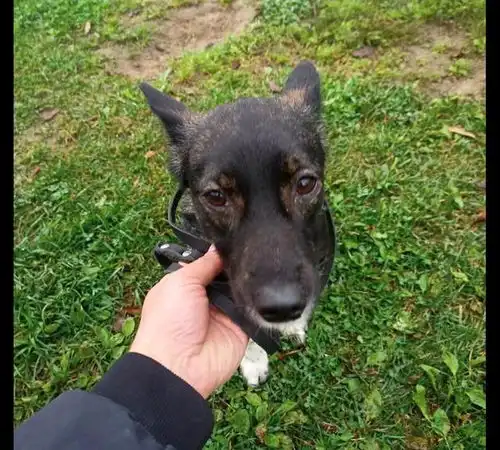 女子带狗狗去度假,它却在飞机上凭空消失了,一周后才找到它