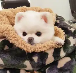 宠物头像不图事事圆满但愿事事甘心