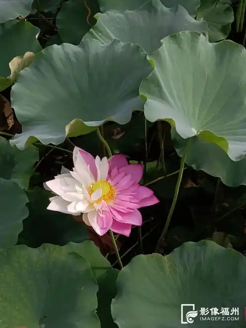 追新看点妈,荷花头像可以换新啦来看福州有荷典故