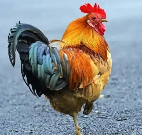 五一前去儿子家吃饭,后来看到亲家母发的朋友圈,我再不去儿子家