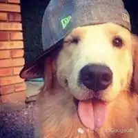 哈士奇戴帽子头像微信头像图片大全