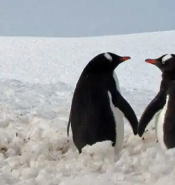 萌萌哒双人企鹅头像