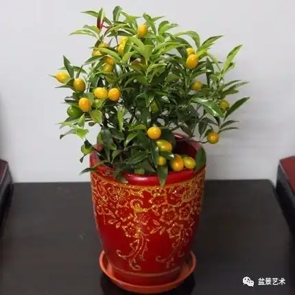 金桔的盆栽管理方法