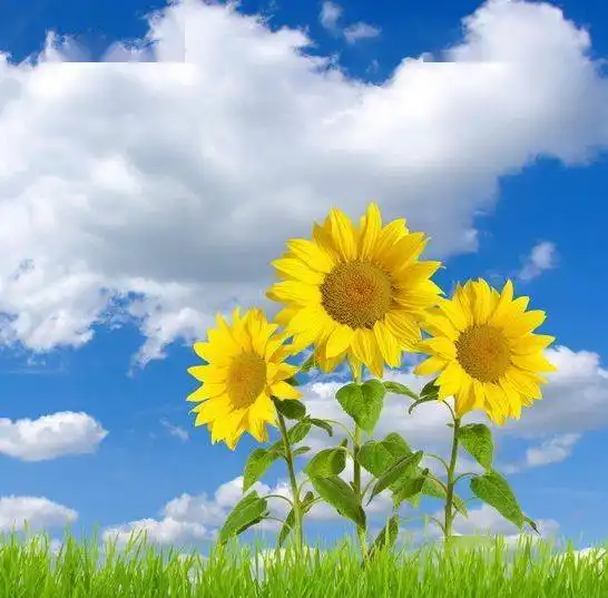 中老年头像大全欣欣向荣,充满朝气的招财富贵微信头像