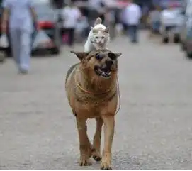 朕不是懒,朕就是觉得有点累