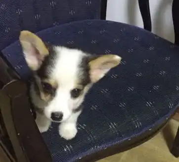 花五百元买了只泰迪,邮寄到家后女孩笑出鼻涕泡,这下赚翻了