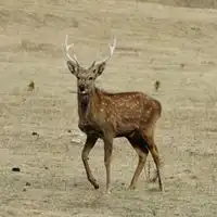 灵性梅花鹿头像微信头像图片大全