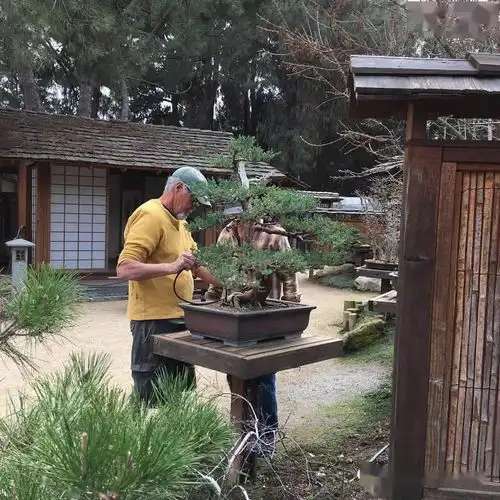 寻一处院子,开个盆景工作室,余生不争,贩卖诗意生活