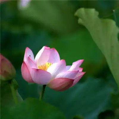 微信头像荷花女孩外貌