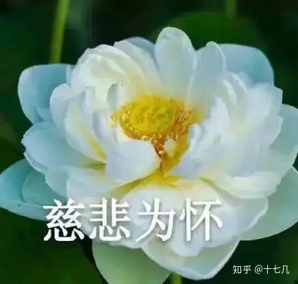 为什么很多中年妇女喜欢用荷花莲花荷塘图片做头像