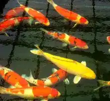 女佛头像锦鲤鱼池