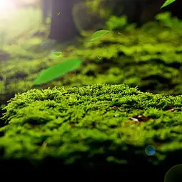 文艺首图背景图片免费下载主图直通车psd千库网图片编号336667