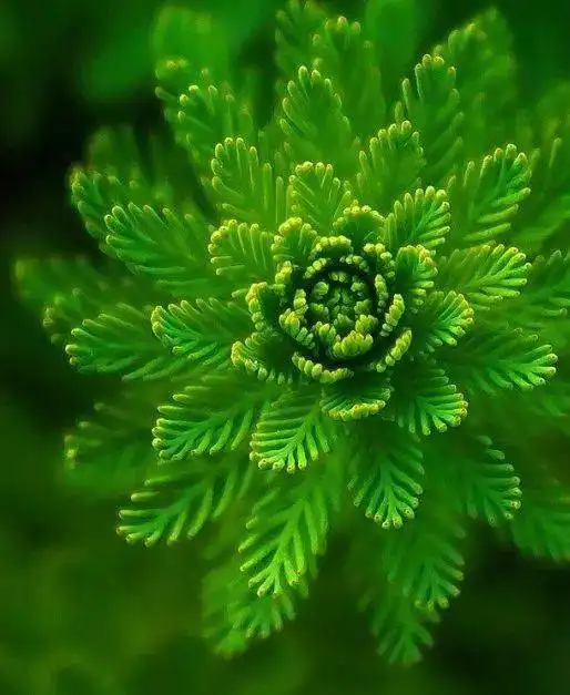 花开盛世诗意呈现新南幼儿园工会组织参观花博会活动