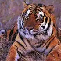 霸气老虎正面头像图片微信头像图片大全