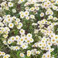 微信雏菊花头像高清雏菊花花朵图片大全