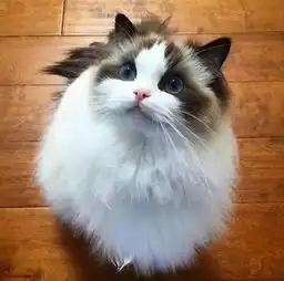这胖猫美炸天啊,不能我一个人瞎,你们感受下,最后...